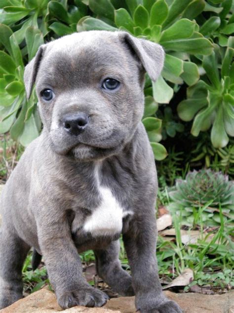 Puppies are all black & tan. . Staffy puppies for sale
